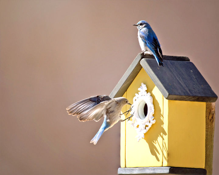 Bluebirds return
